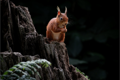 Brownsea Red Squirrel - Roly Barth