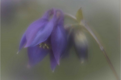Aquilegia - Mil Chimley