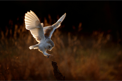 Just caught Supper - Colin Cross