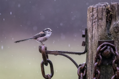 Long Tailed Tit - Marilyn Peddle