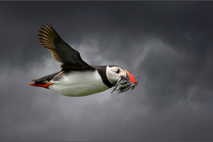 Storm Flight - Colin Cross