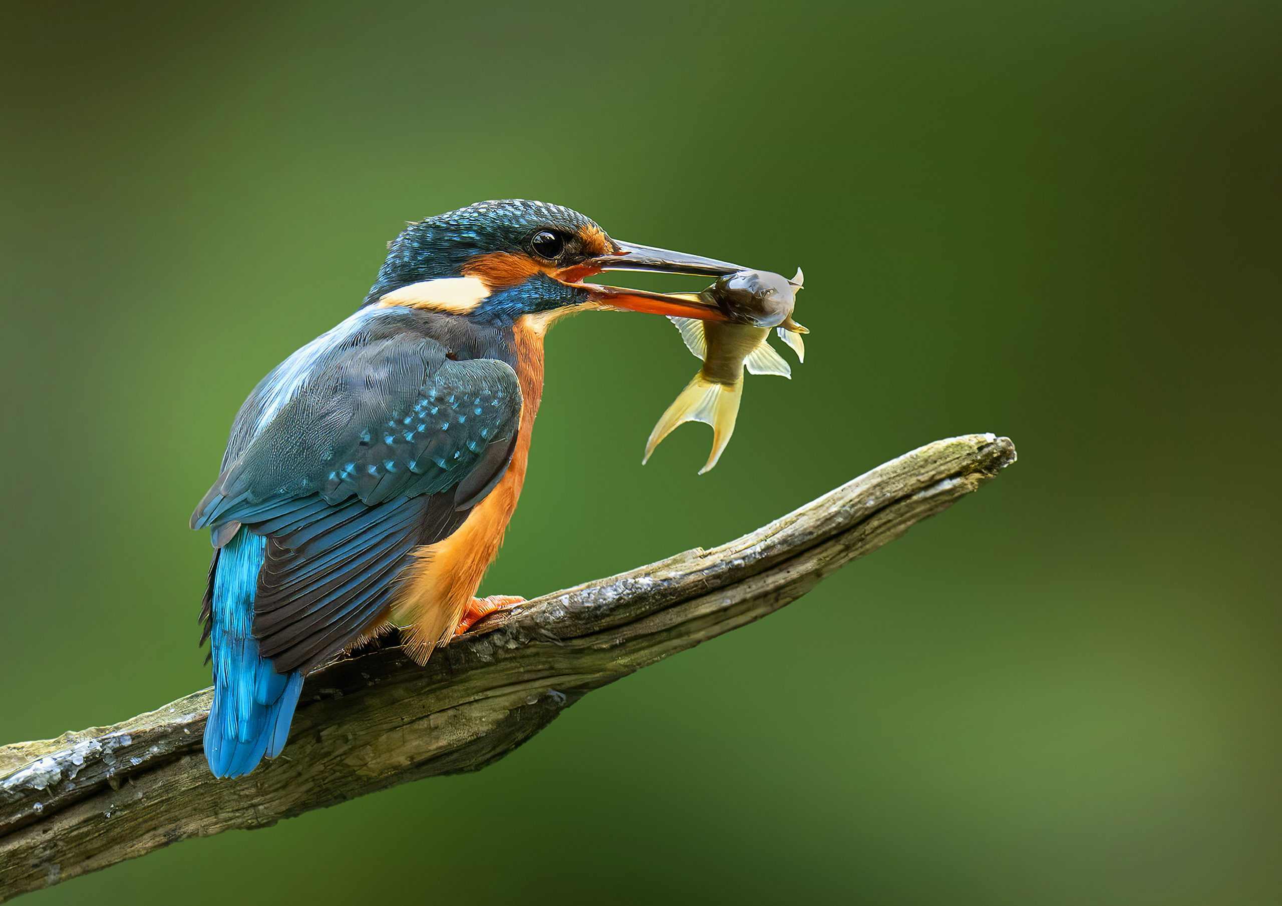 ‘Dinner’ by Steve Cheney